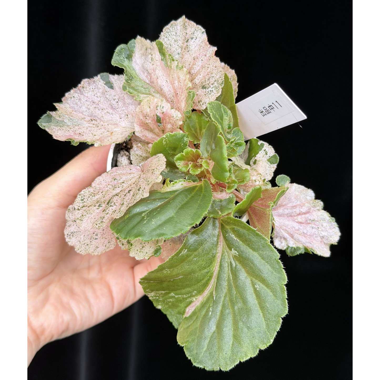【一点もの】ベゴニア ククラータ ピンク斑入り begonia cucullata Pink variegated 希少 レア 11