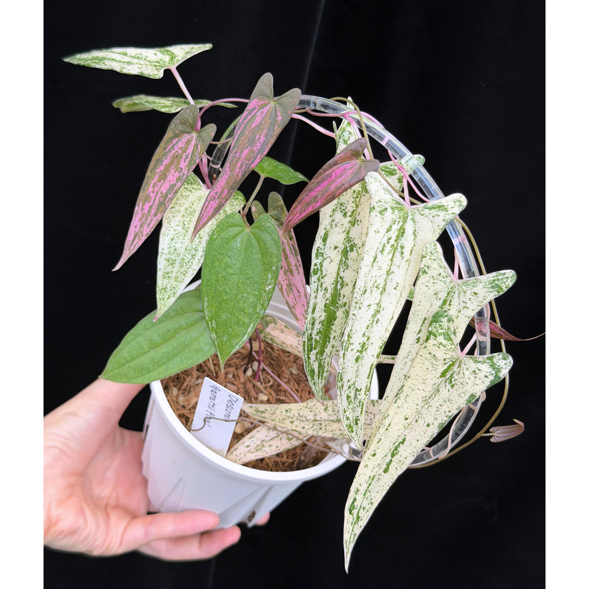 【一点もの】Dioscorea garrettii ‘Pixel’　ねこチップSS植え 激レア
