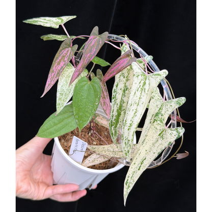 【一点もの】Dioscorea garrettii ‘Pixel’　ねこチップSS植え 激レア