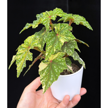 【一点もの】ベゴニア 出雲の煌星 斑入り Izumo no Kiraboshi variegated 希少 激レア