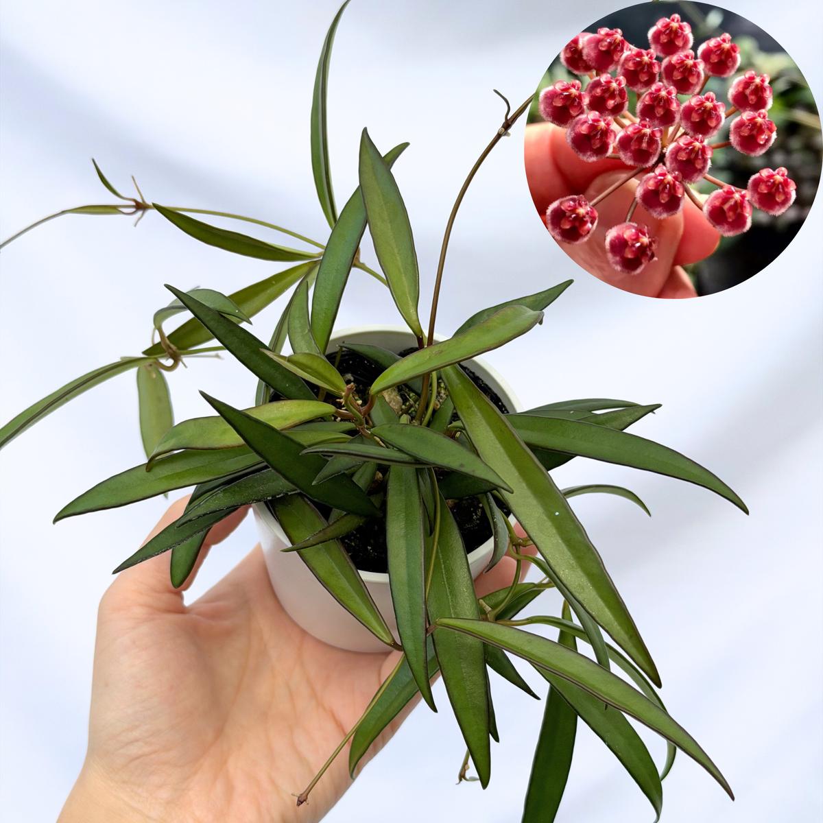 ホヤ ケンティアナ Hoya kentiana – inakougei ホヤ ケンティアナ Hoya kentiana – inakougei