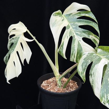 【一点もの】斑入りモンステラ ボルシギアナ　ホワイトタイガー 6号　Monstera borsigiana 'White Tiger'