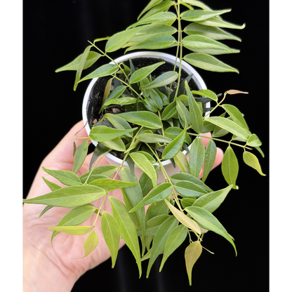 【一点もの】ホヤ レウカンサ  Hoya leucantha 希少 レア