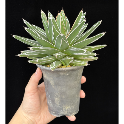 【一点もの】アガベ ビクトリアレジーナ "笹の雪" 3号 ロング SMOKED PLANTER T95 いぶし瓦と同じ製法を用いたテラコッタ鉢