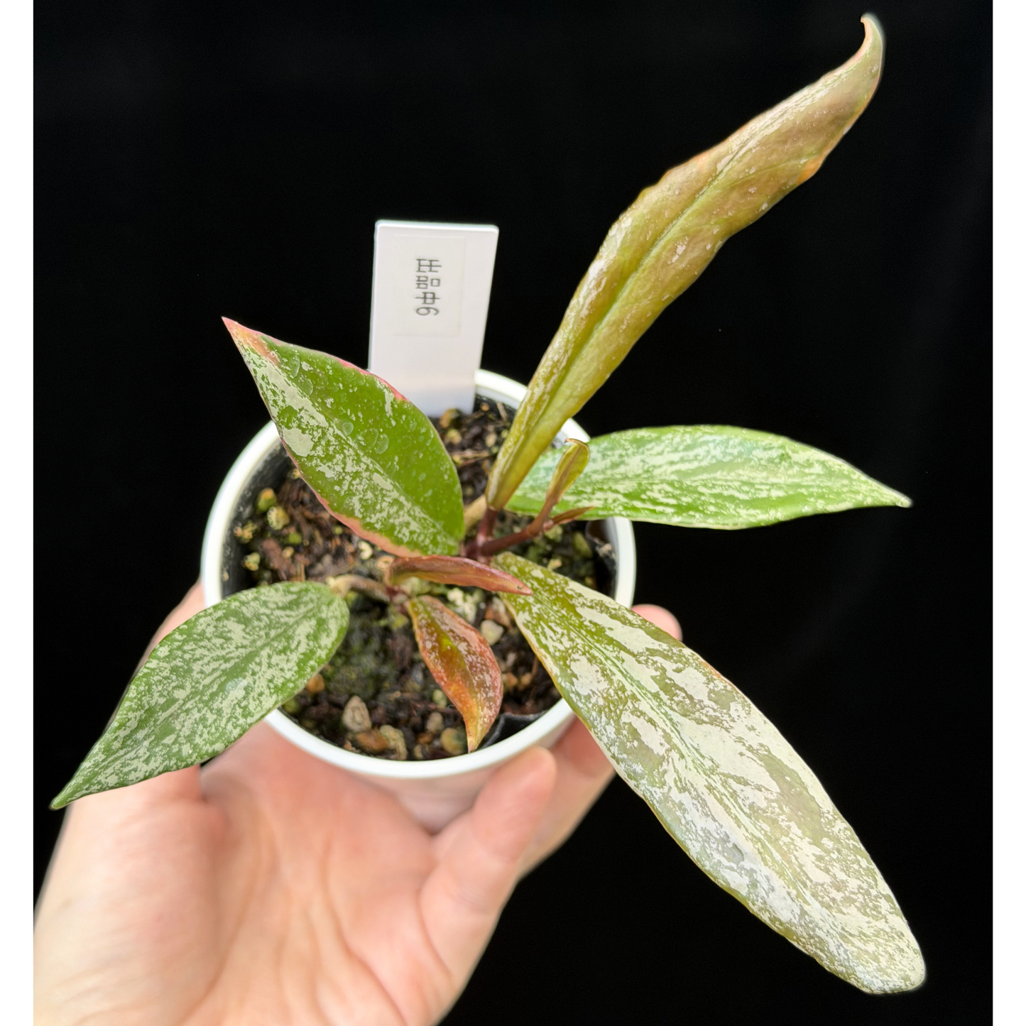 【一点もの】Hoya Pubicalyx Pink Silver albomarginata splash 希少 レア 6