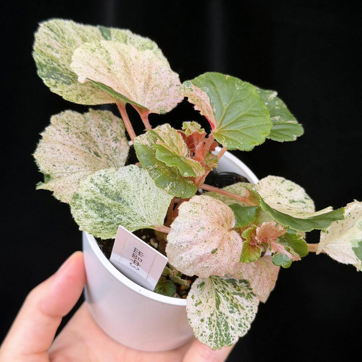【一点もの】ベゴニア ククラータ ピンク斑入り begonia cucullata Pink variegated 希少 レア 3