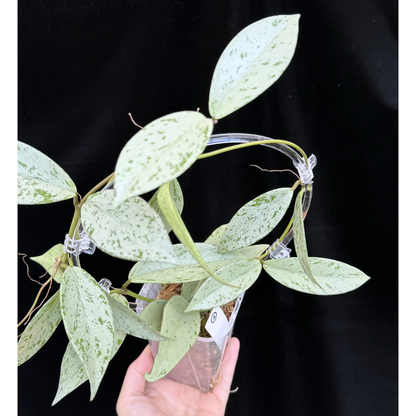 【一点もの】ホヤ プビカリクス シルバーゴースト Hoya Pubicalyx silver ghost  希少 レア ねこチップ ネガミエル3号 クリア支柱Mサイズ 2
