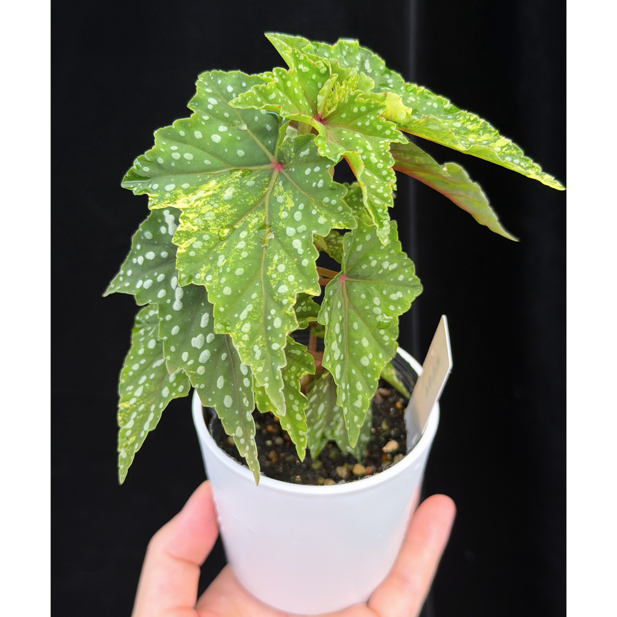 【一点もの】ベゴニア 出雲の煌星 斑入り Izumo no Kiraboshi variegated 希少 激レア 4