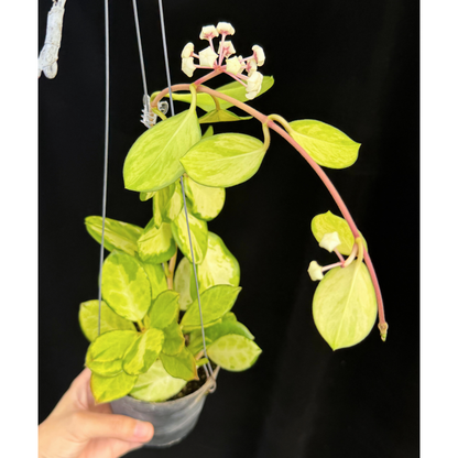 【一点もの】ホヤ オーストラリス リサ 花座つき