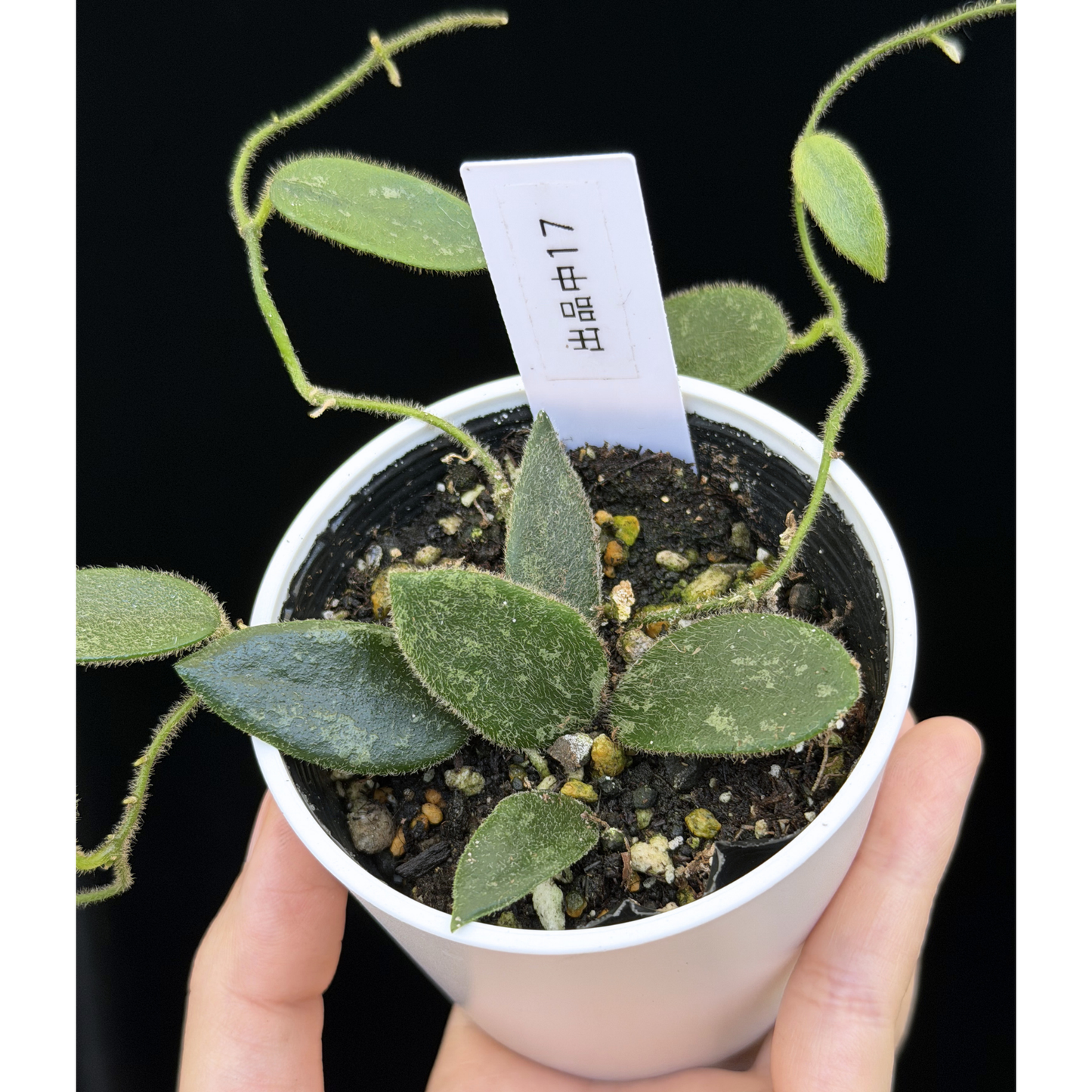 【一点もの】ホヤ トムソニー スプラッシュ Hoya thomsonii splash 17