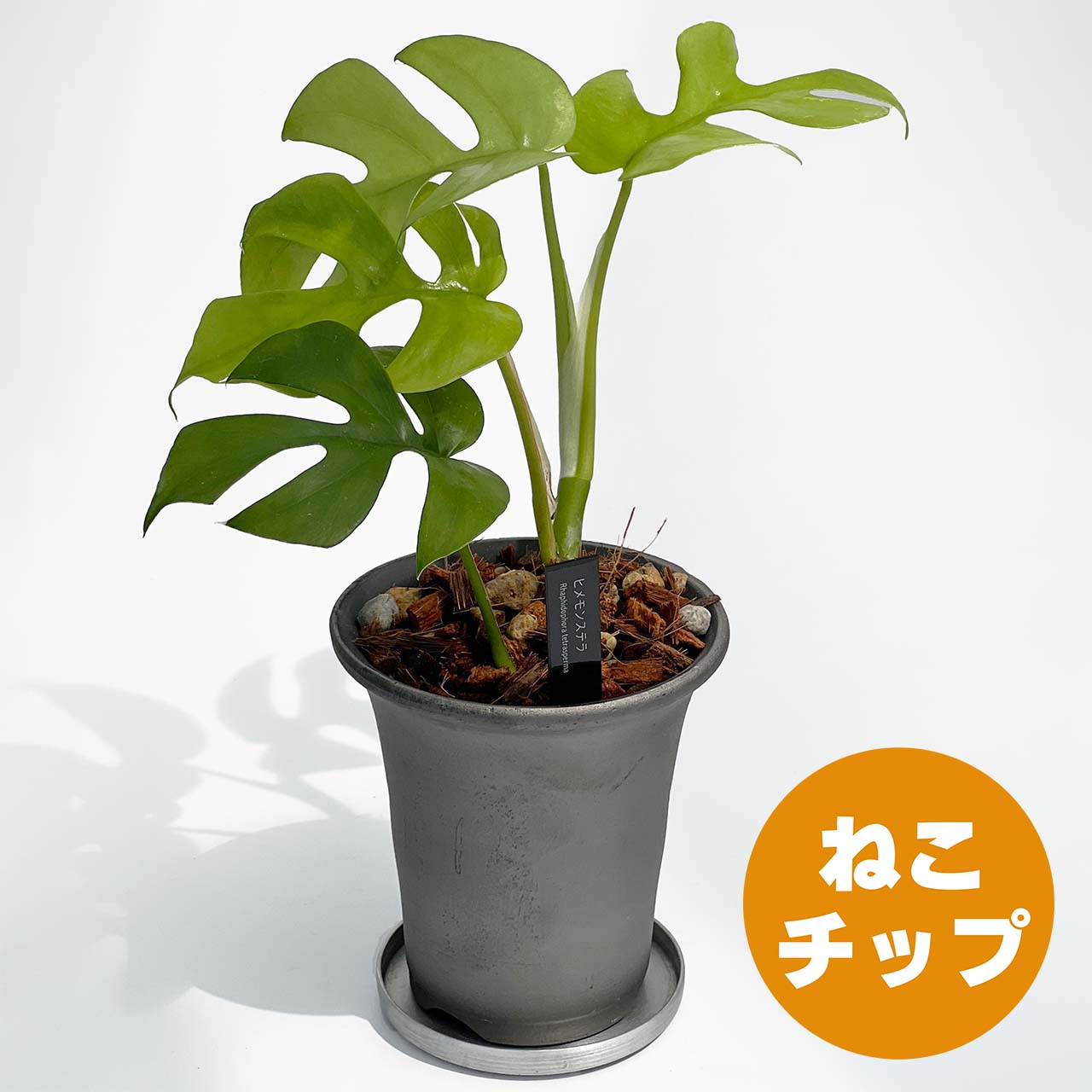 【現品販売】ヒメモンステラ 3号 SMOKED PLANTER 陶器鉢 アルミ 受け皿 ねこチップ