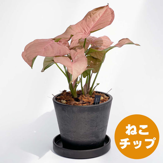 【現品販売】シンゴニウム ネオン 4号 BLACK PLASTIC POT 受け皿付き