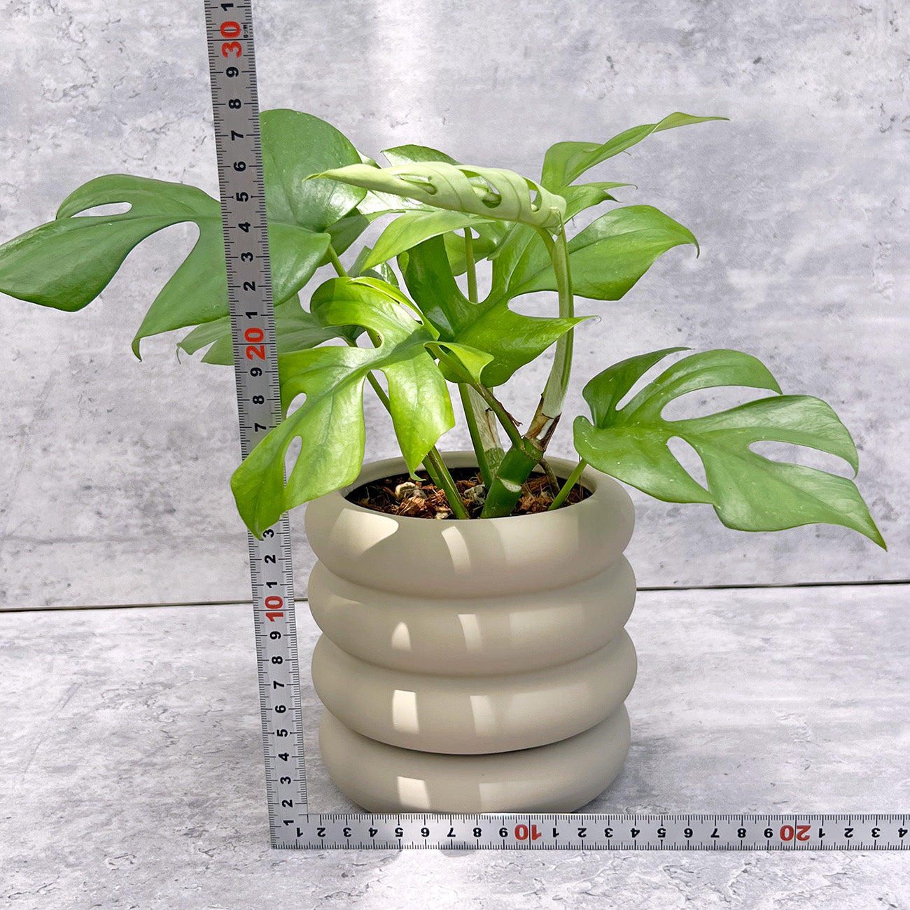 【現品販売】ヒメモンステラ 4号 陶器鉢 おしゃれ 受け皿付き ねこチップ
