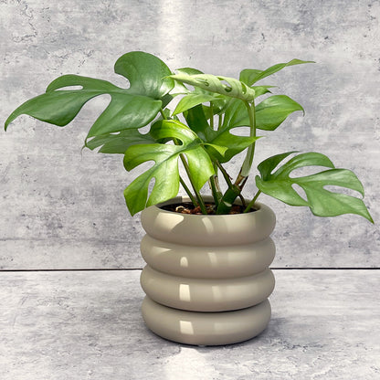 【現品販売】ヒメモンステラ 4号 陶器鉢 おしゃれ 受け皿付き ねこチップ