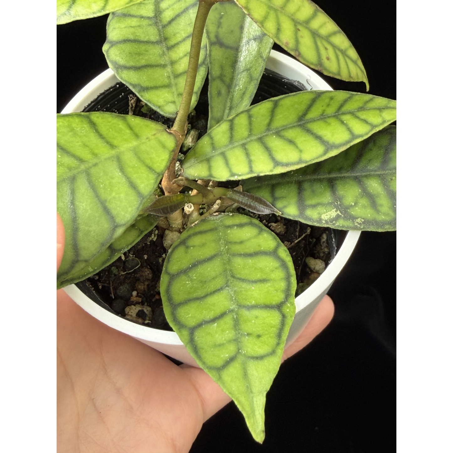【一点もの】ホヤ カリストフィラ Hoya callistophylla