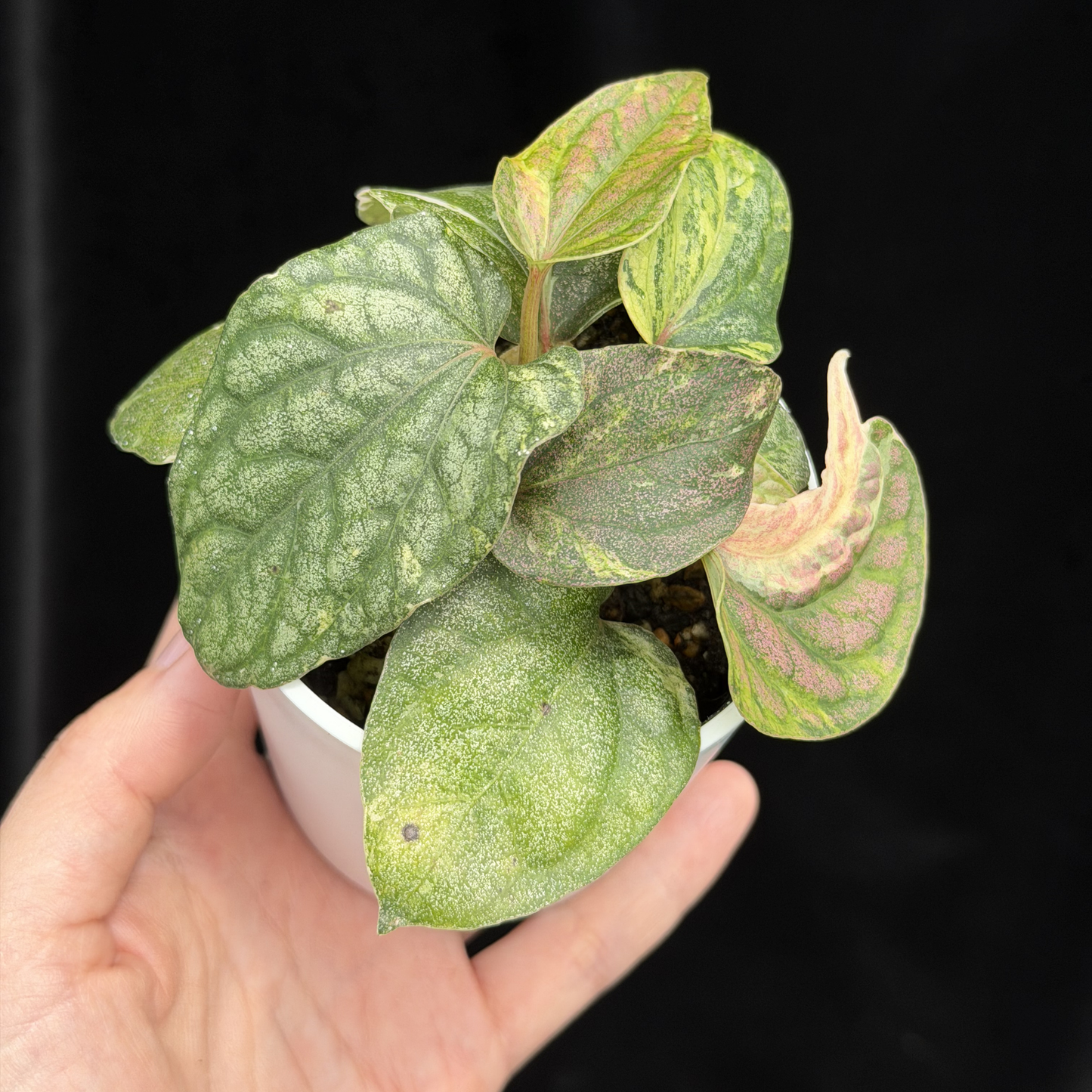 【一点もの】Piper sylvaticum variegated  ピペル シルバティクム斑入り