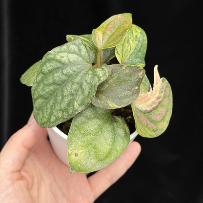 【一点もの】Piper sylvaticum variegated  ピペル シルバティクム斑入り