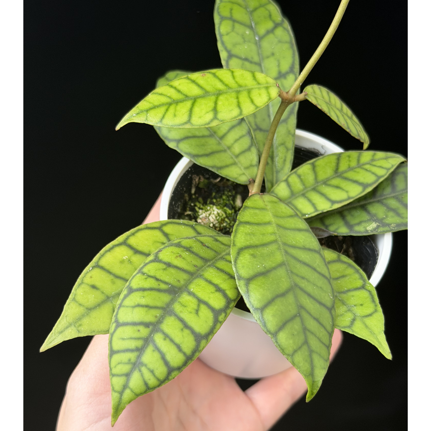 【一点もの】ホヤ カリストフィラ Hoya callistophylla