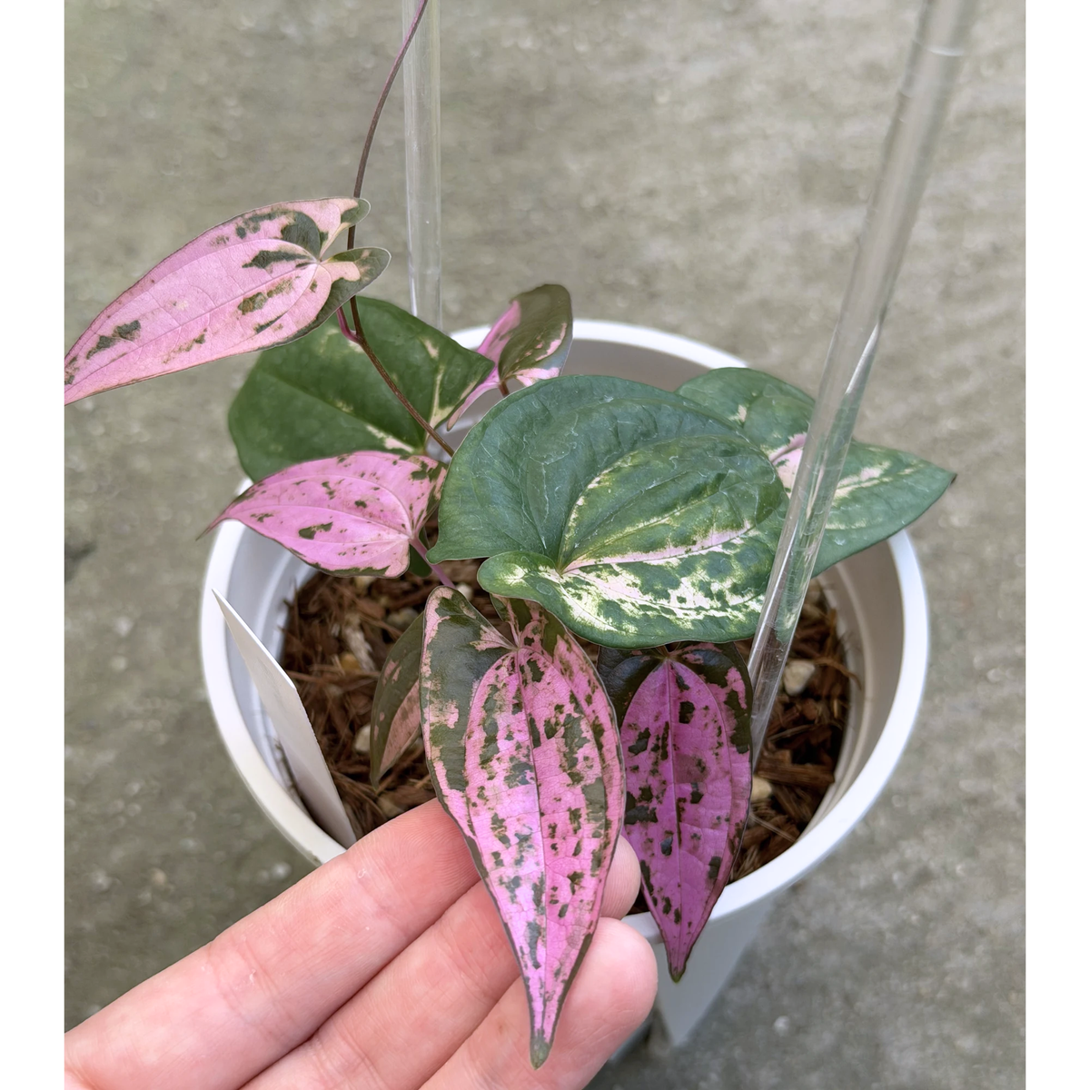 【一点もの】 Dioscorea filiformis ‘Gamma Ray’　ねこチップSS植え 激レア 3
