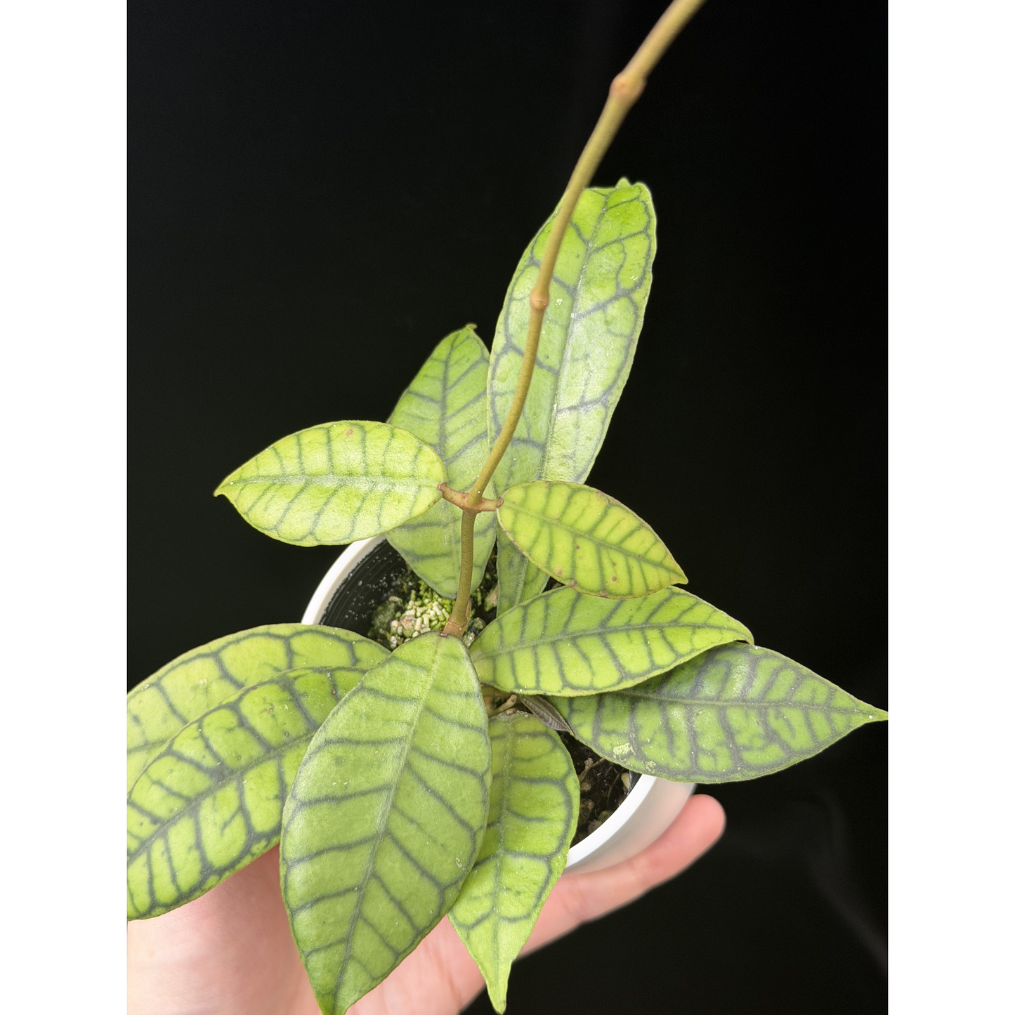 【一点もの】ホヤ カリストフィラ Hoya callistophylla
