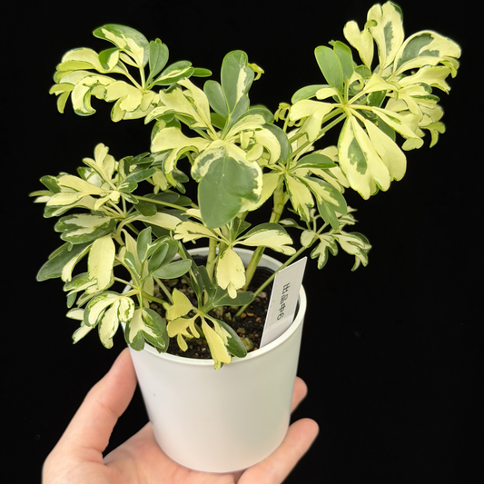 【一点もの】シェフレラ ジェニーネ 6