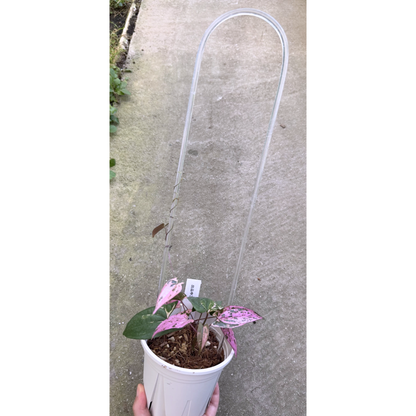 【一点もの】 Dioscorea filiformis ‘Gamma Ray’　ねこチップSS植え 激レア 3