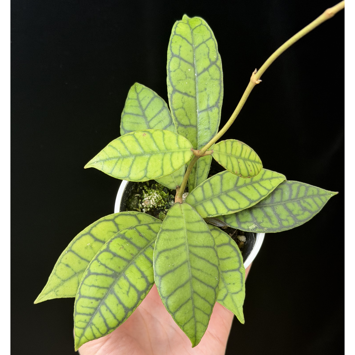 【一点もの】ホヤ カリストフィラ Hoya callistophylla