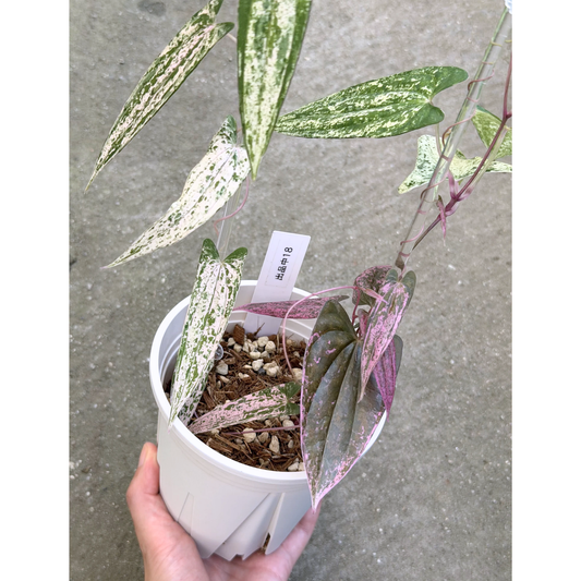 【一点もの】Dioscorea garrettii ‘Pixel’  ねこチップSS植え 激レア 18