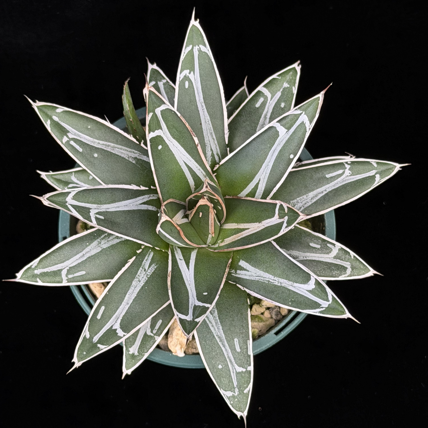 【一点もの】アガベ ビクトリアレジーナ "笹の雪" 2.5号 スリット鉢