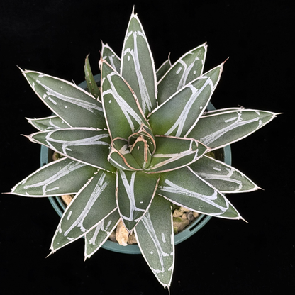 【一点もの】アガベ ビクトリアレジーナ "笹の雪" 2.5号 スリット鉢