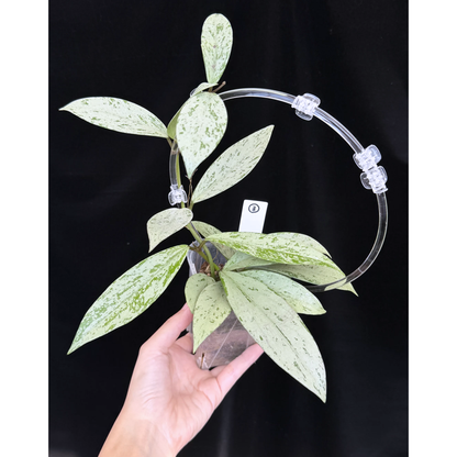 【一点もの】ホヤ プビカリクス シルバーゴースト Hoya Pubicalyx silver ghost  希少 レア ねこチップ ネガミエル3号 クリア支柱Mサイズ 3