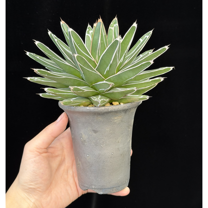 【一点もの】アガベ ビクトリアレジーナ "笹の雪" 3号 ロング SMOKED PLANTER T95 いぶし瓦と同じ製法を用いたテラコッタ鉢