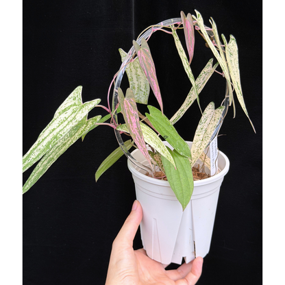 【一点もの】Dioscorea garrettii ‘Pixel’　ねこチップSS植え 激レア
