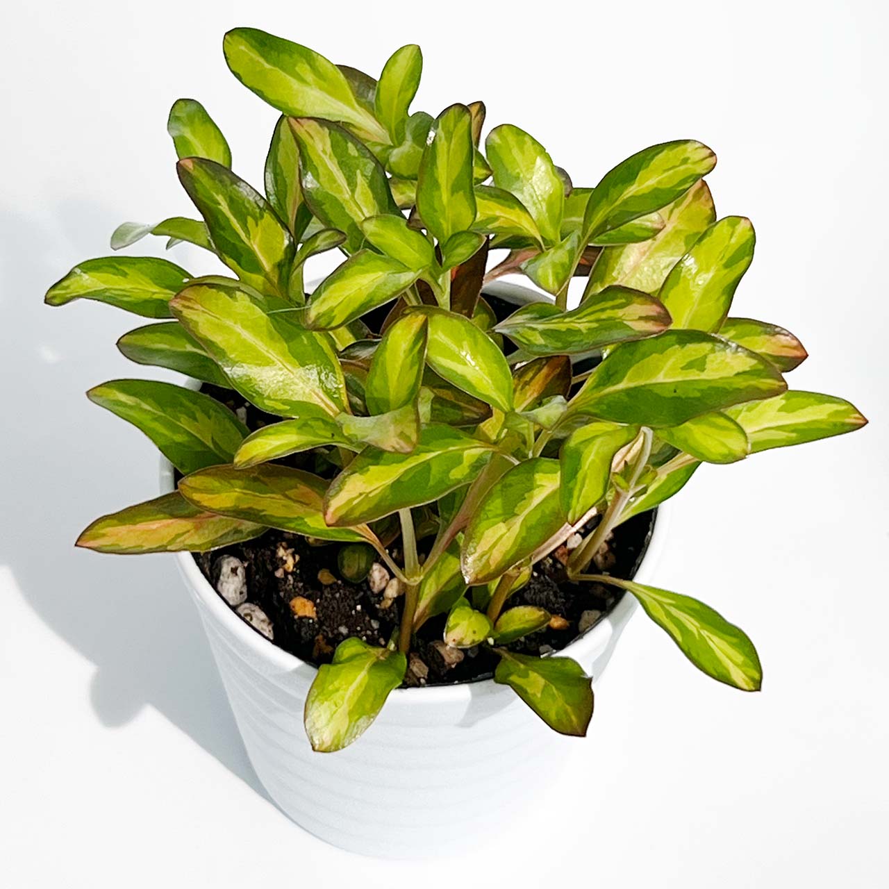 観葉植物 – inakougei