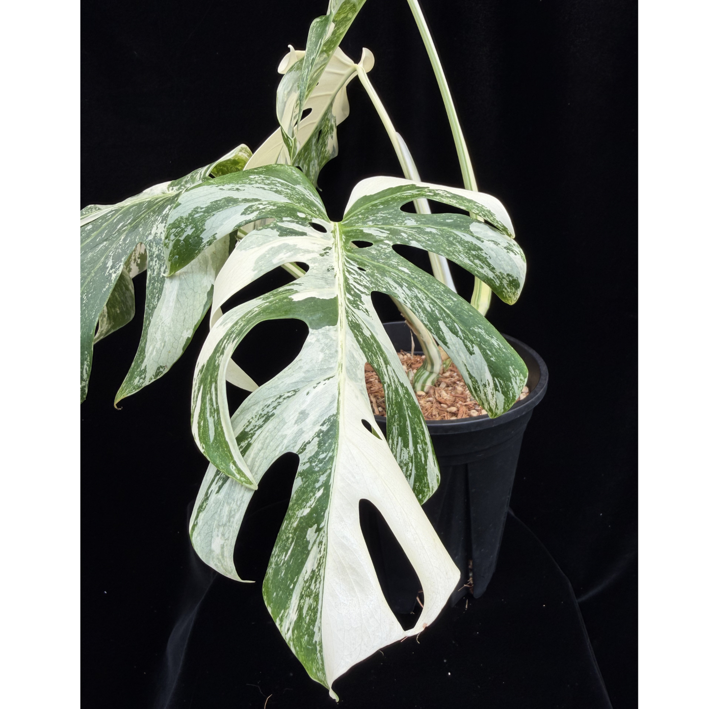 【一点もの】斑入りモンステラ ボルシギアナ　ホワイトタイガー 6号　Monstera borsigiana 'White Tiger'