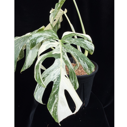 【一点もの】斑入りモンステラ ボルシギアナ　ホワイトタイガー 6号　Monstera borsigiana 'White Tiger'