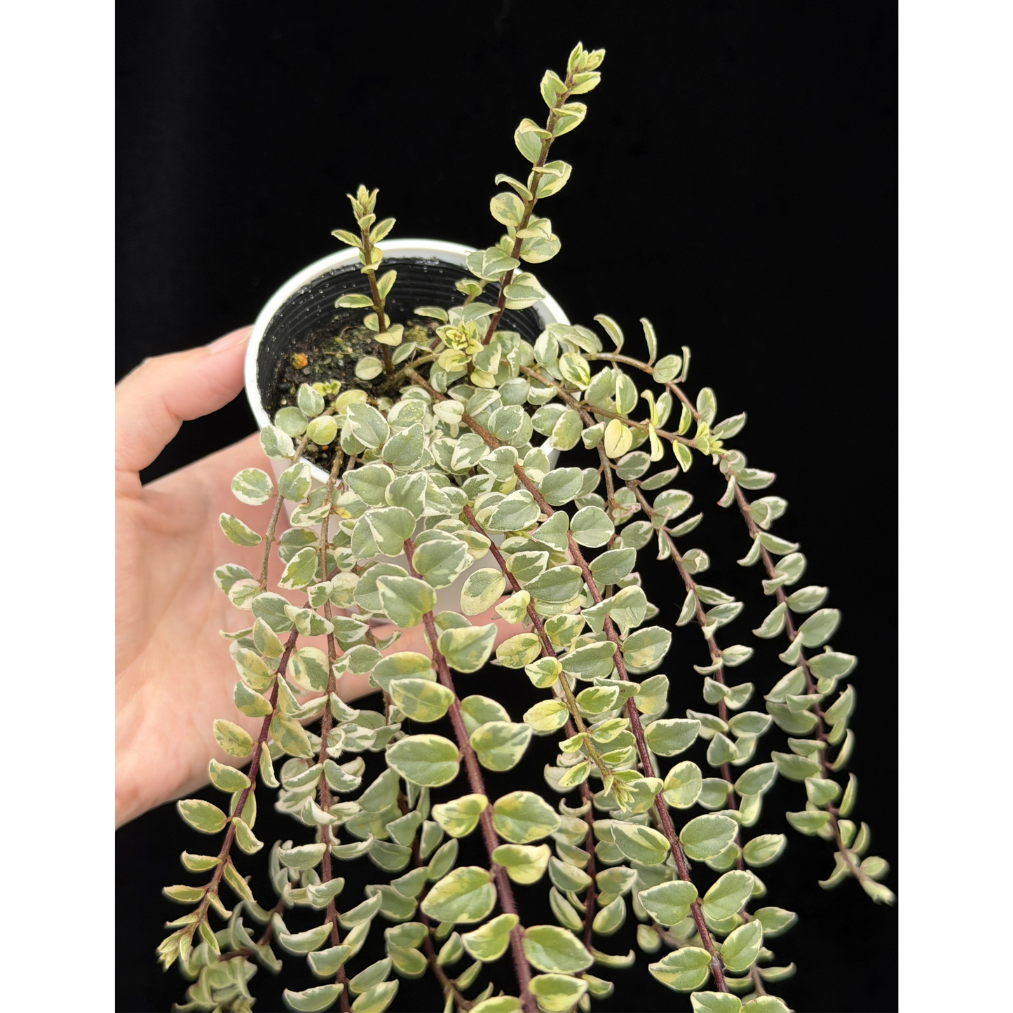 【一点もの】コルムネア ミクロフィラ 斑入り 希少 レア