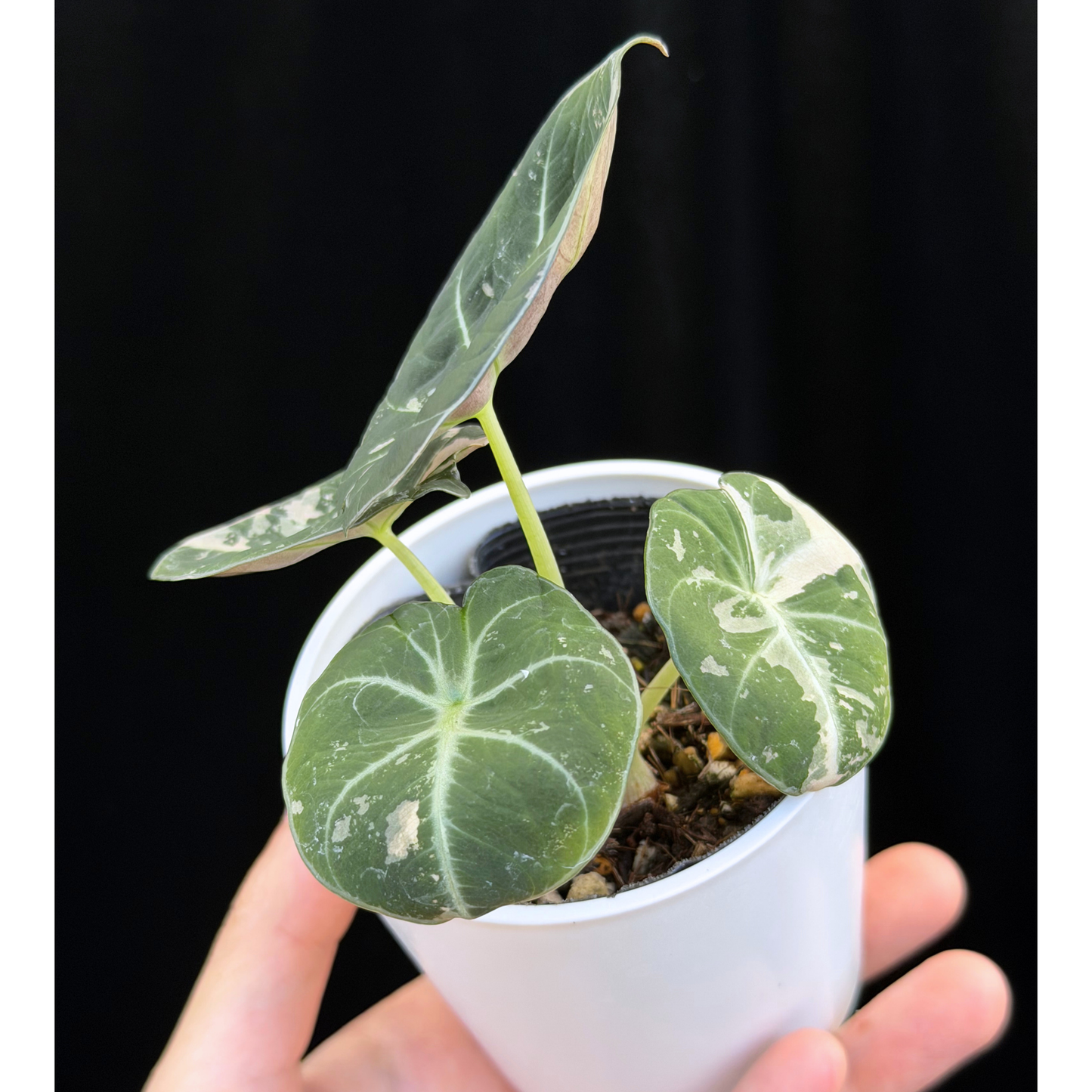 【一点もの】アロカシア ブラックベルベット ピンク斑入り Alocasia Black Velvet Pink Variegated レア 希少