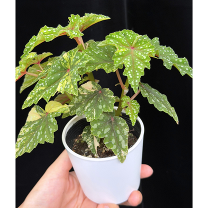 【一点もの】ベゴニア 出雲の煌星 斑入り Izumo no Kiraboshi variegated 希少 激レア