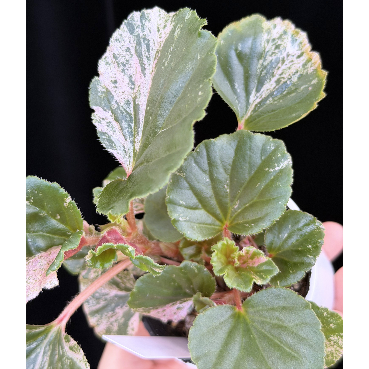 【一点もの】ベゴニア ククラータ ピンク斑入り begonia cucullata Pink variegated 希少 レア 16