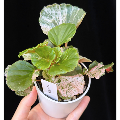【一点もの】ベゴニア ククラータ ピンク斑入り begonia cucullata Pink variegated 希少 レア 11