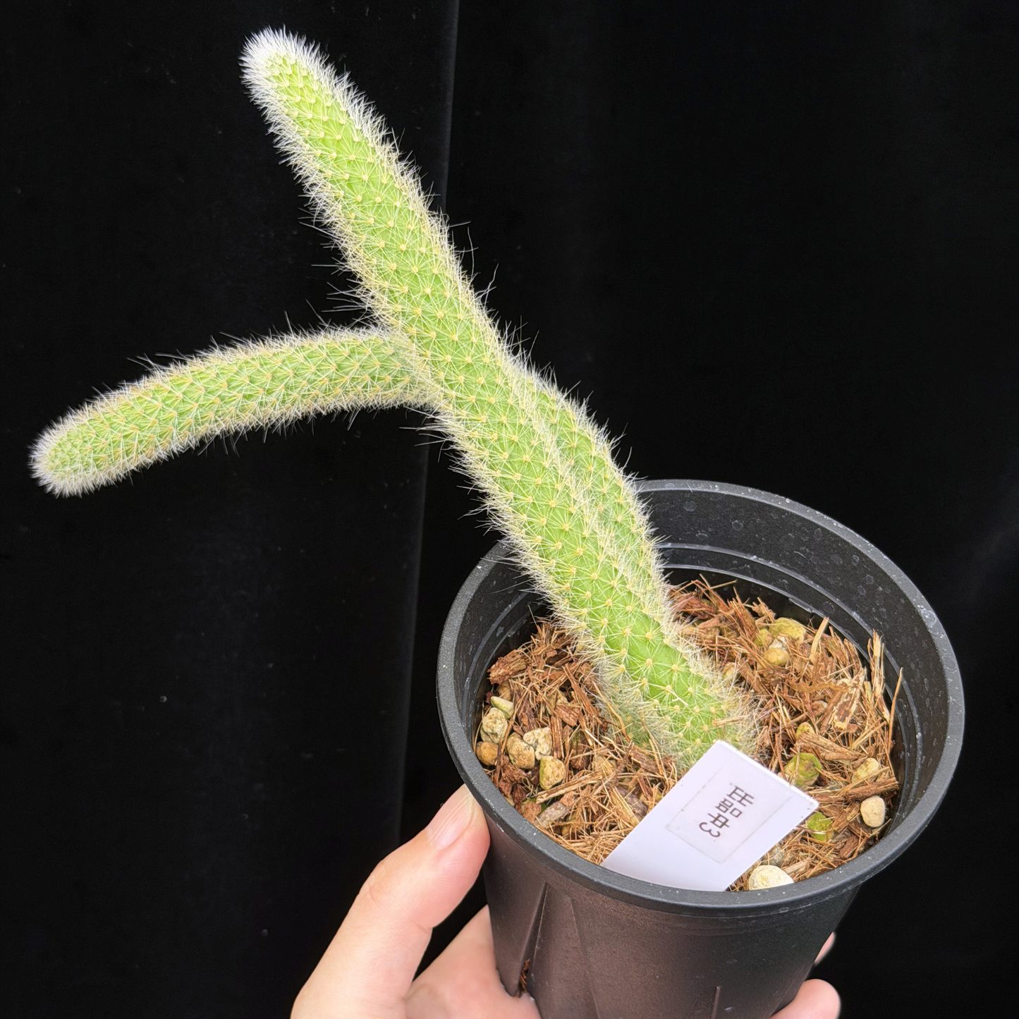【一点もの】ヒルデウィンテラ Hildewintera colademononis 3.5号 ねこのしっぽ 3