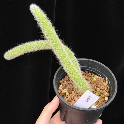 【一点もの】ヒルデウィンテラ Hildewintera colademononis 3.5号 ねこのしっぽ 3