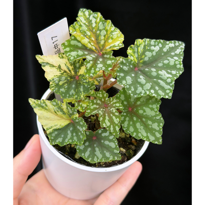 【一点もの】ベゴニア 出雲の煌星 斑入り Izumo no Kiraboshi variegated 希少 激レア 17