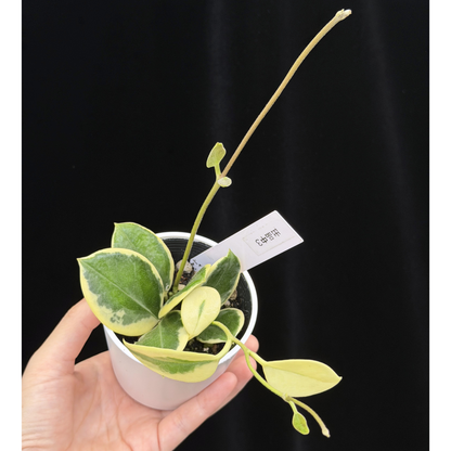 【一点もの】ホヤ オーストラリス ホワイトマージン Hoya australis 'White Margin' 3