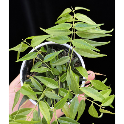 【一点もの】ホヤ レウカンサ  Hoya leucantha 希少 レア