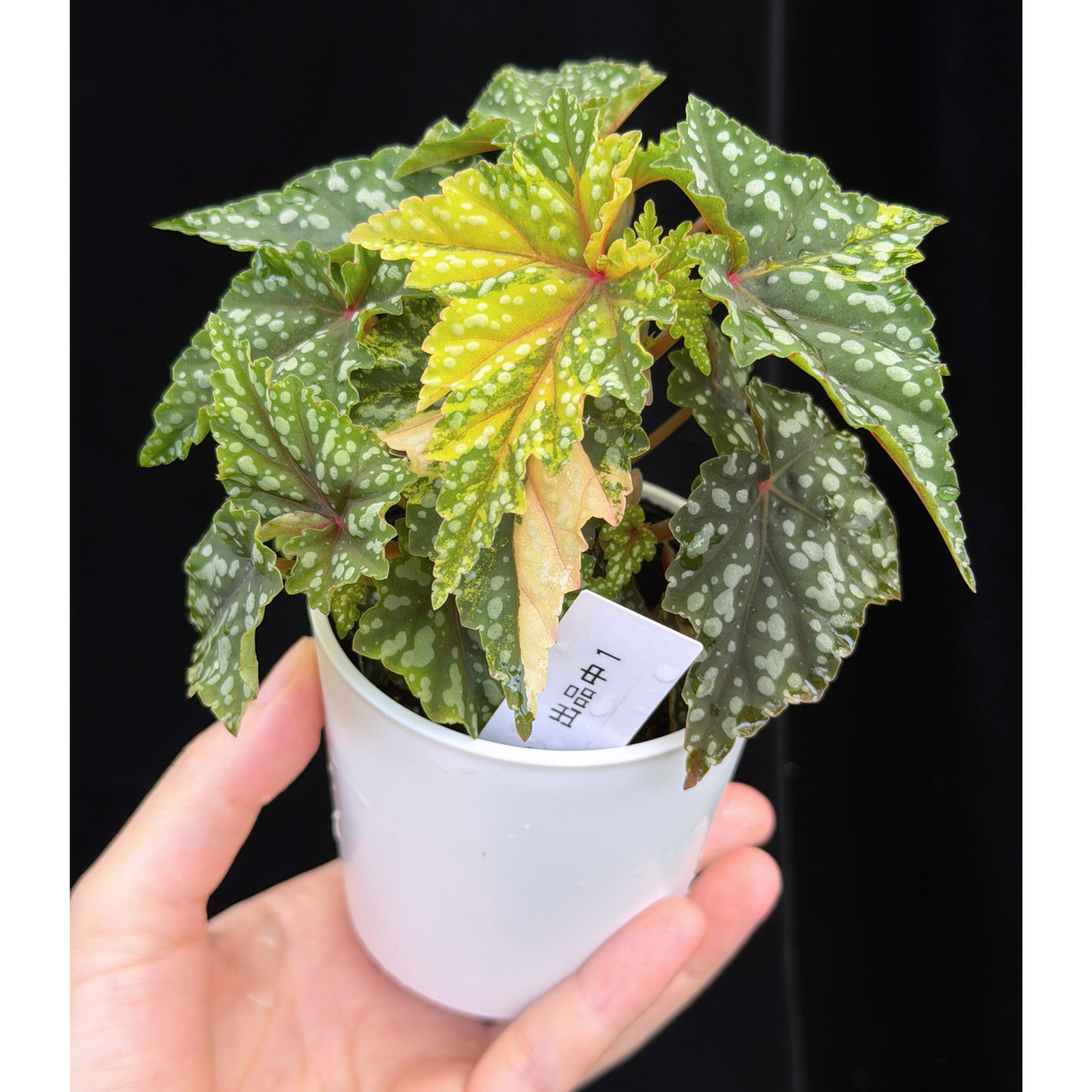 【一点もの】ベゴニア 出雲の煌星 斑入り Izumo no Kiraboshi variegated 希少 激レア 1