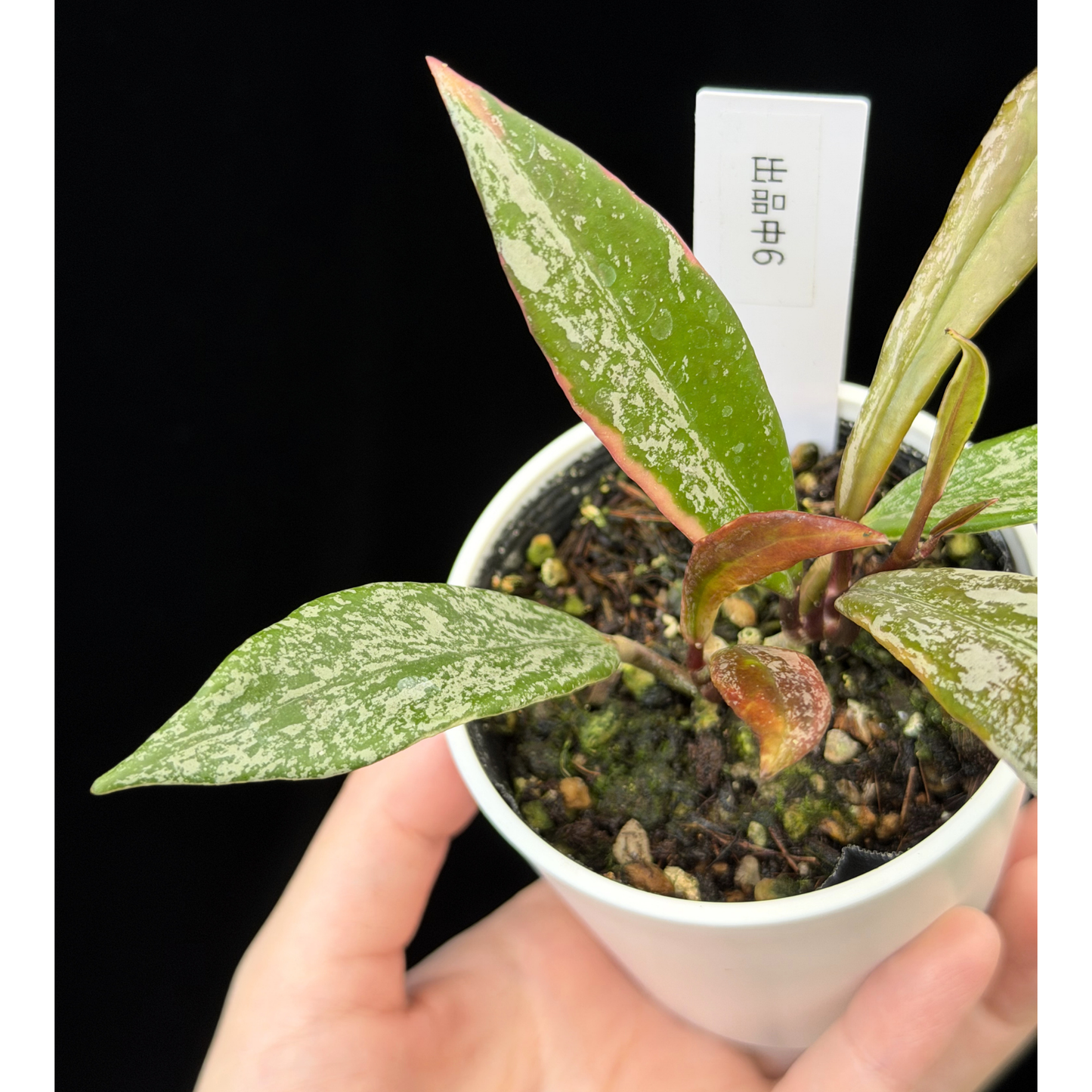 【一点もの】Hoya Pubicalyx Pink Silver albomarginata splash 希少 レア 6