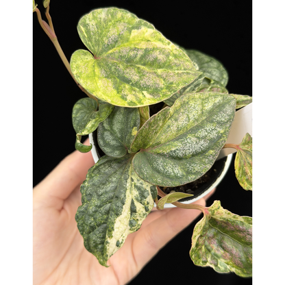 【一点もの】Piper sylvaticum variegated  ピペル シルバティクム斑入り 7