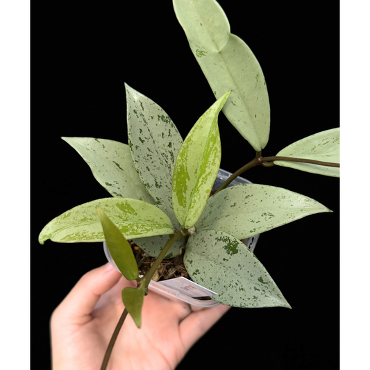 【一点もの】ホヤ プビカリクス シルバーゴースト Hoya Pubicalyx silver ghost 3号 スリット鉢 希少 レア ねこチップ 3